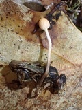 Ophiocordyceps sphecocephala image