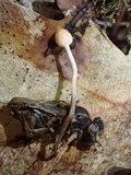 Ophiocordyceps sphecocephala image