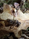 Ophiocordyceps sphecocephala image