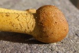 Elaphocordyceps capitata image