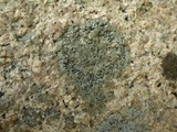 Rinodina fimbriata image