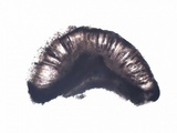 Rinodina fimbriata image