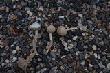 Tulostoma xerophilum image