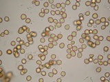 Tulostoma xerophilum image
