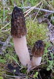 Morchella brunnea image