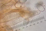Morchella brunnea image