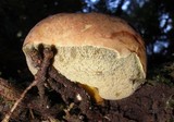 Gastroboletus turbinatus image