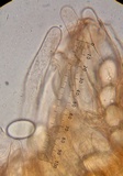 Morchella brunnea image