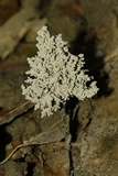 Xylaria terricola image