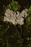 Xylaria terricola image
