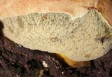 Gastroboletus turbinatus image