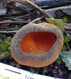 Caloscypha fulgens image