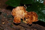 Microporus affinis image