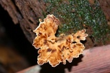 Microporus affinis image