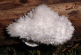 Postia ptychogaster image