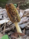 Morchella diminutiva image