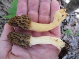 Morchella diminutiva image