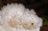 Postia ptychogaster image