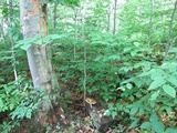 Megacollybia rodmanii image