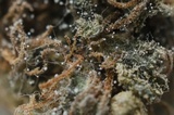 Botrytis cinerea image