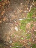 Coltricia perennis image