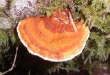 Pycnoporellus fulgens image