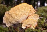 Pycnoporellus fulgens image