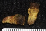 Trichocoma paradoxa image