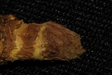 Trichocoma paradoxa image
