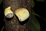 Xylaria compuncta image
