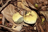 Xylaria compuncta image