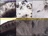 Buellia disciformis image