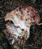 Ramaria rubripermanens image