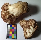 Ramaria rubripermanens image