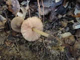 Entoloma aprile image