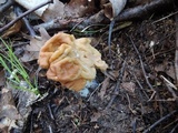 Gyromitra korfii image