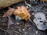 Gyromitra korfii image