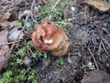 Gyromitra korfii image