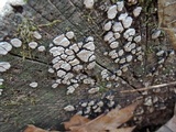 Xylobolus frustulatus image