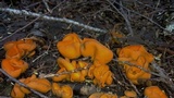 Caloscypha fulgens image
