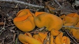 Caloscypha fulgens image