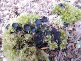 Pseudoplectania nigrella image