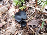 Pseudoplectania nigrella image