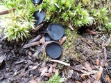 Pseudoplectania nigrella image