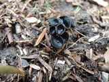 Pseudoplectania nigrella image