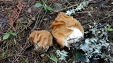 Gyromitra montana image