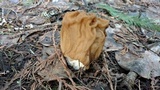 Gyromitra montana image