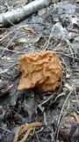 Gyromitra montana image