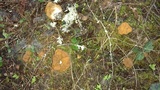Gyromitra montana image