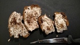 Gyromitra montana image